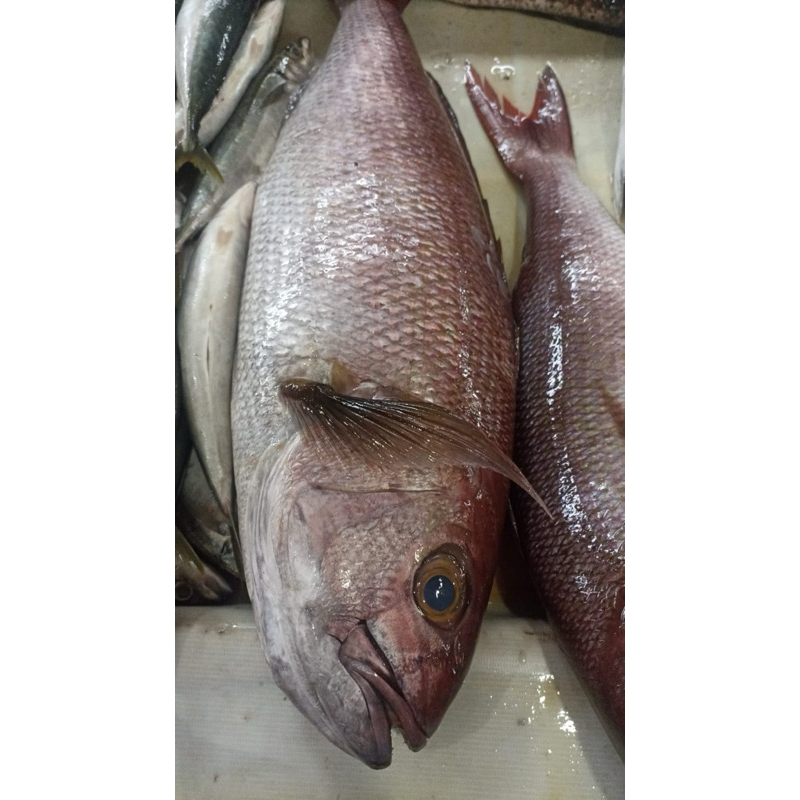

Ikan Kakap merah
