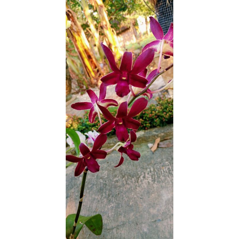 Anggrek dendrobium mangosteen bunga wangi