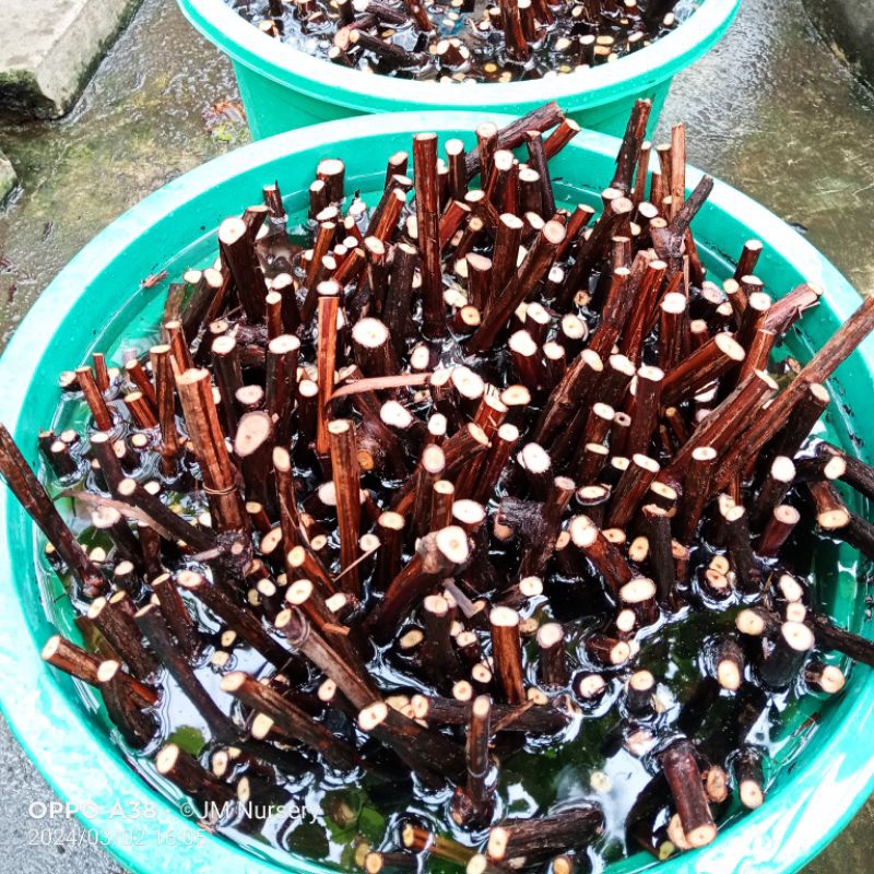 PAKET ROOSTOK CUTTING ANGGUR ISABELLA  { Fress & Kalus BY request }