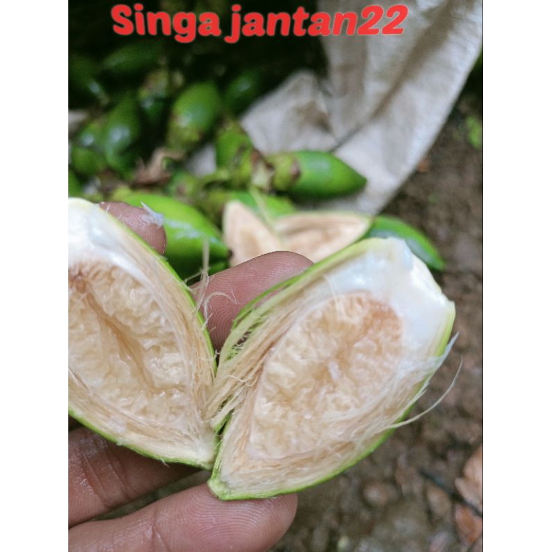 

Pinang muda 500 gram buah pinang segar baru petik