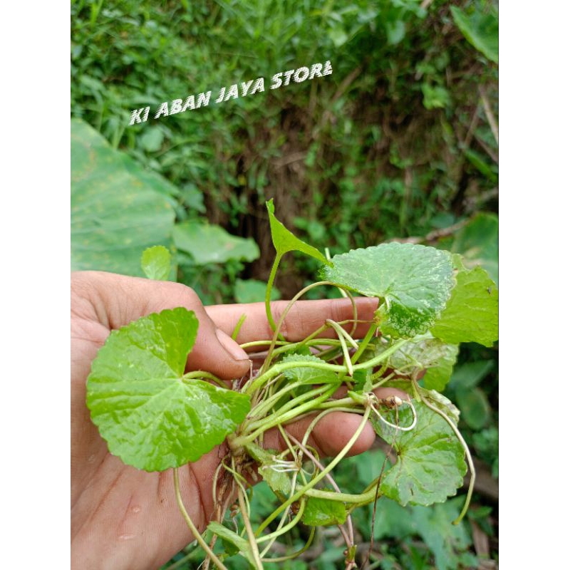 

Daun pegangan atau antanan 1 kg sayuran daun