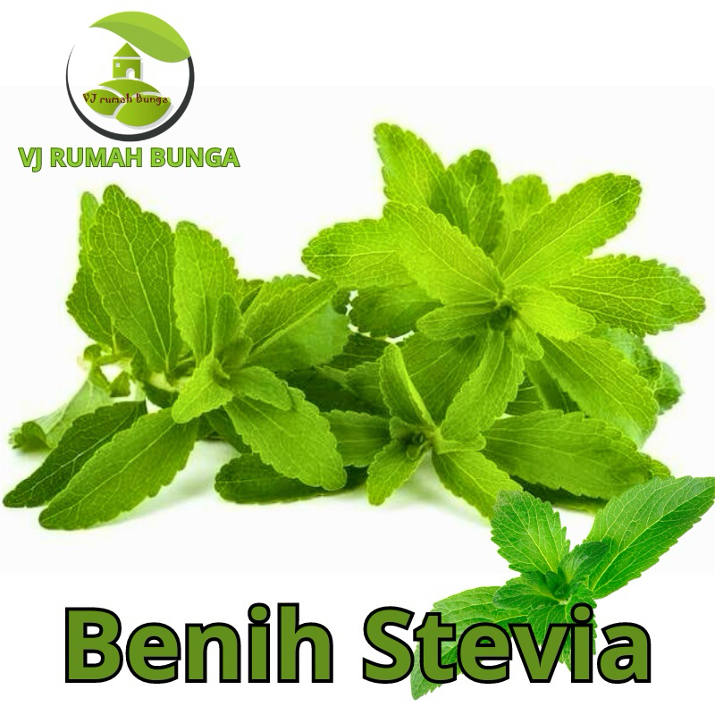 6butir-Benih stevia pemanis alami bibit herbal stevia