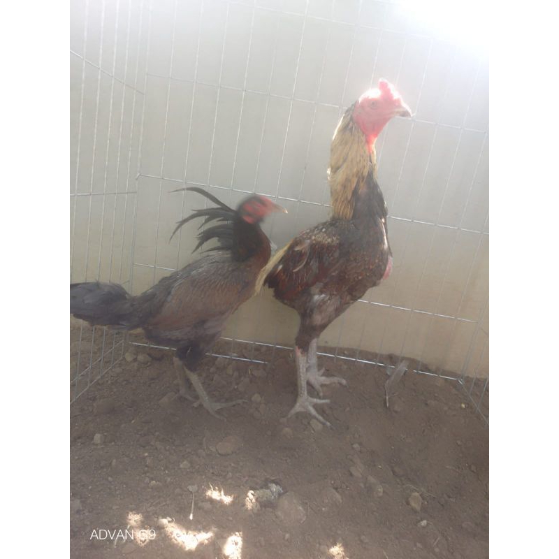 

Telor Tetas fertil Ayam Super Mangon Yokeree