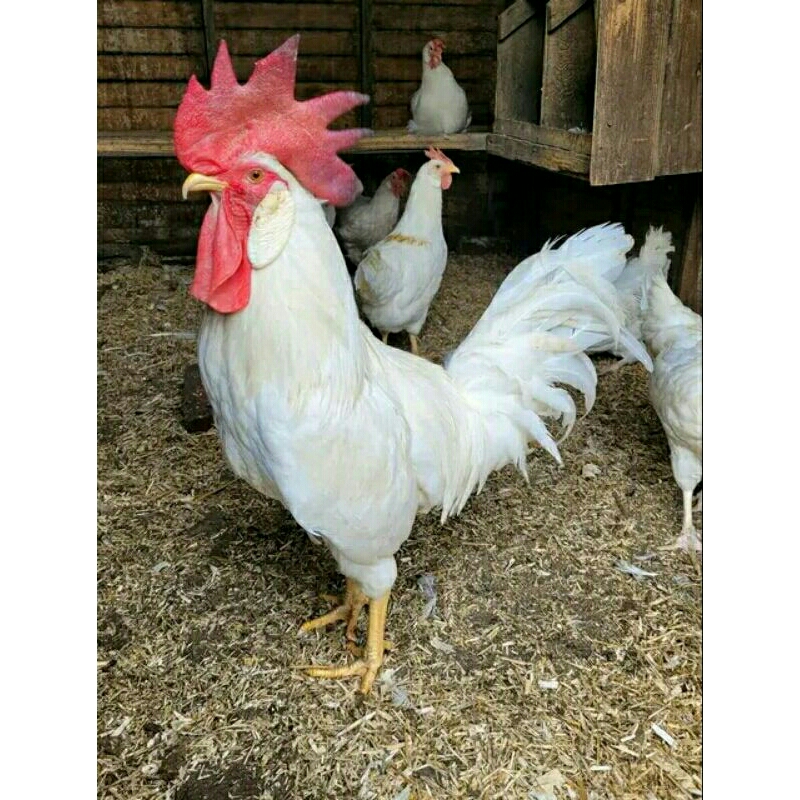 

Telur fertil/pentil ayam leghorn ory asli untuk di tetaskan