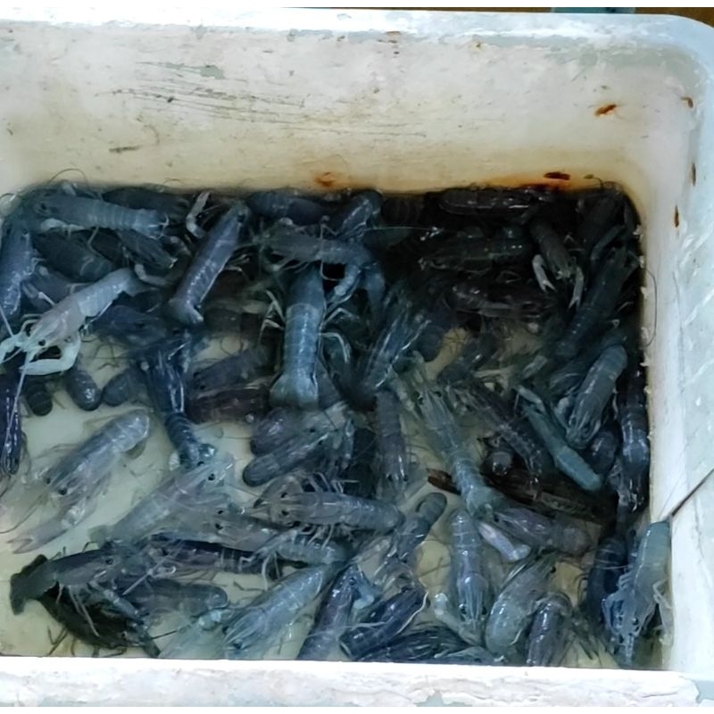 

Bibit lobster bluw 2inc
