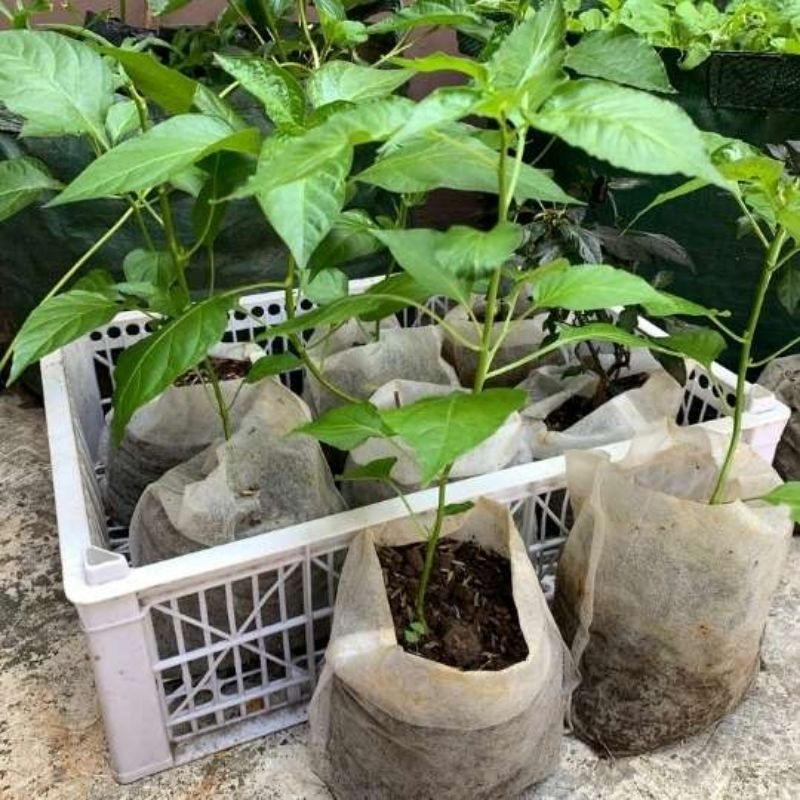 Bibit Cabe Rawit Hijau - Cabe Rawit Hijau untuk lalapan - bibit Cabe rawit hijau dalam polibek