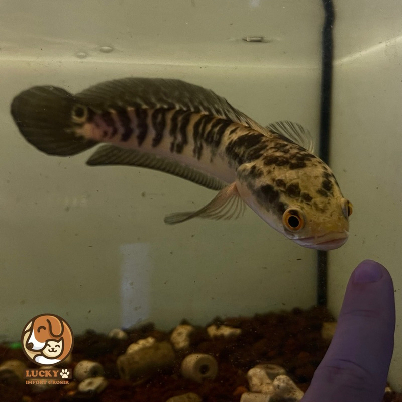 Ikan Hias Channa Yellow Sentarum YS Aquascape Predator Gabus