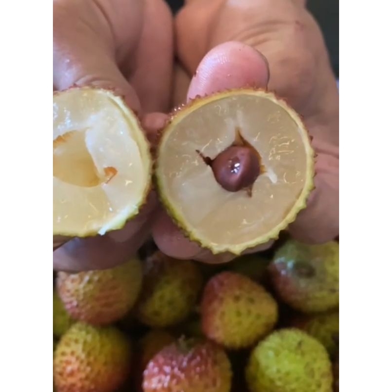 

Lyhcee fresh | Buah Leci Madu