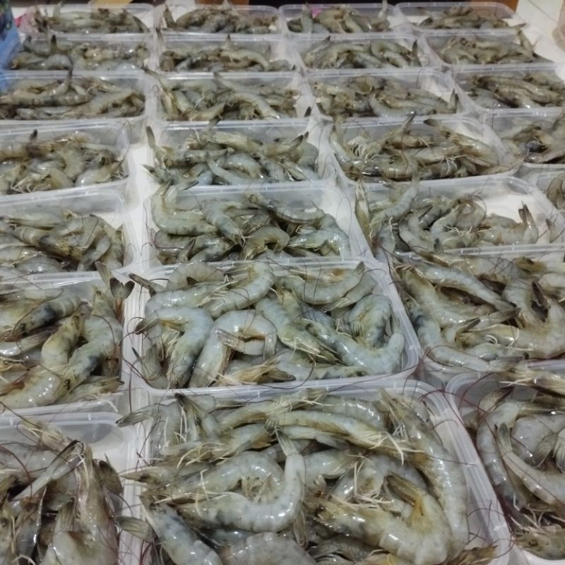 

udang vanamei