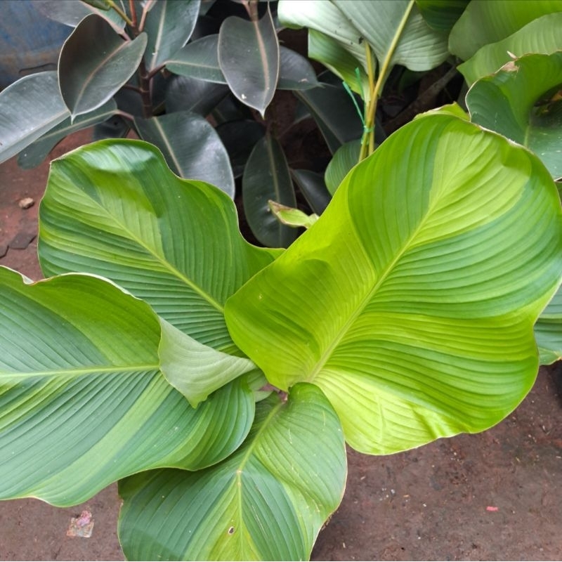 Calathea Lute'a Varigata Aurea(calathea Pisang Vatiga kuning)