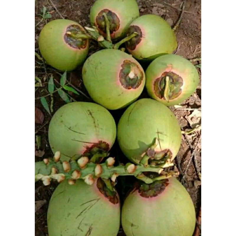 

Kelapa ijo obat sabut merah(CM)