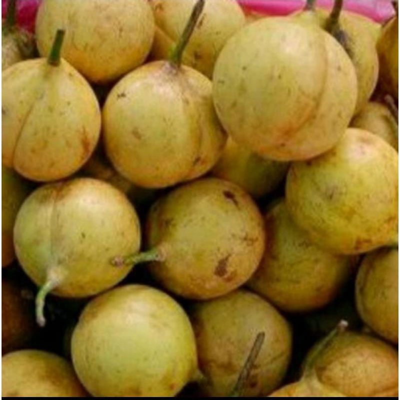

BUAH PALA SEGAR 500 GRAM BUAH PALA MUDA SEGAR LANGSUNG PETIK