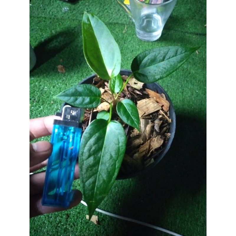 anth. chamberlain x veitchii