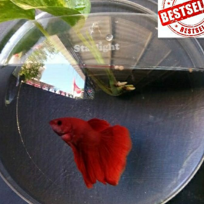 Ekstra Aquarium Dinding 165cm Kecil Untuk Tanaman Hias Atau Vas Bunga