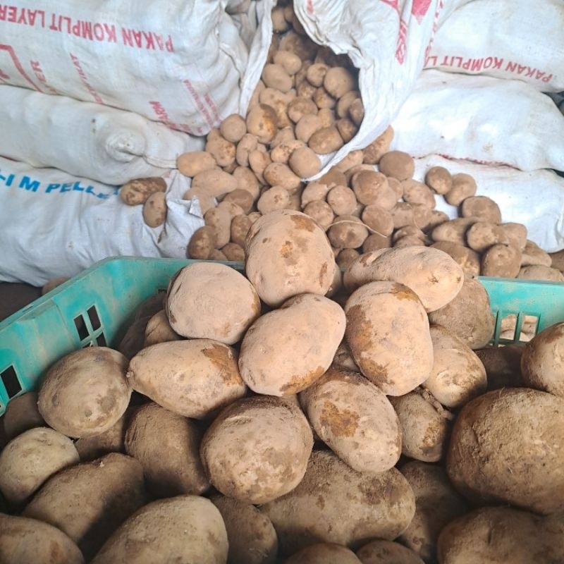 

kentang dieng super 1kg