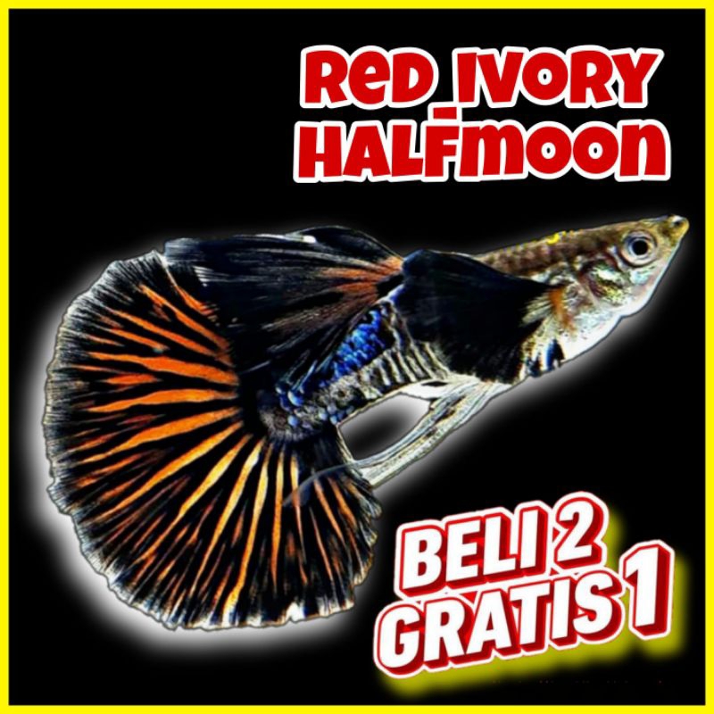 

kardus aerator ( Red Ivory halfmoon ) ♦1 psg