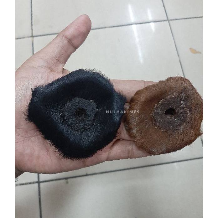 COD NEWPRODUCT barang antik RB daging asli top