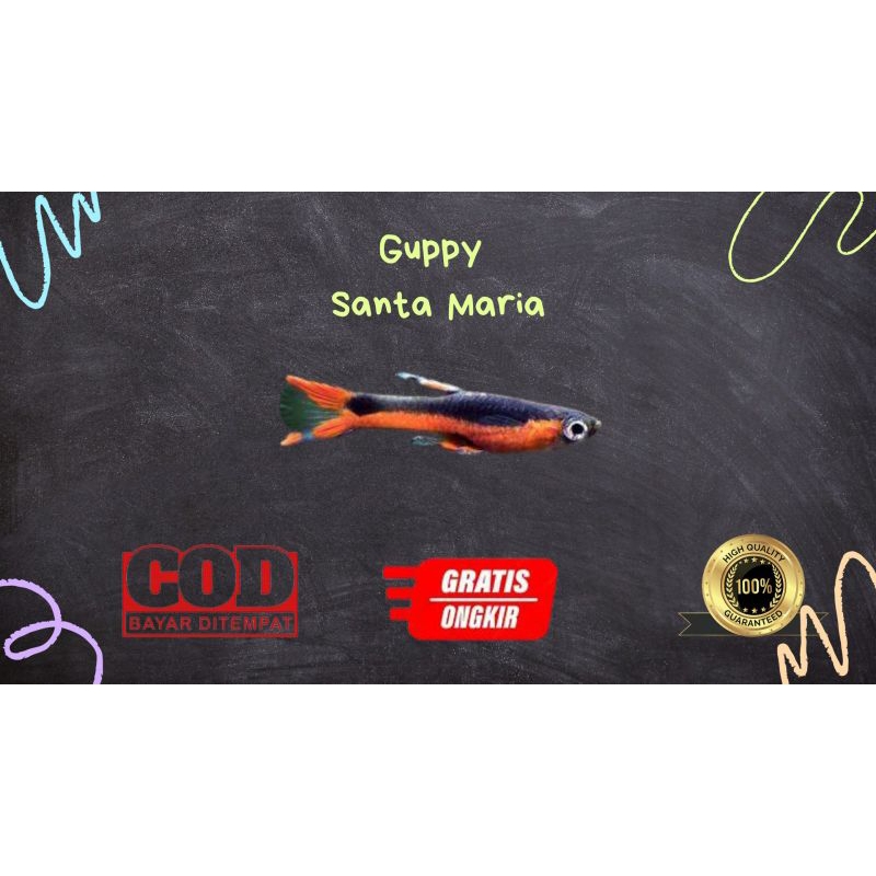 

Packing kardus / styrofoam gupp¥ santa maria