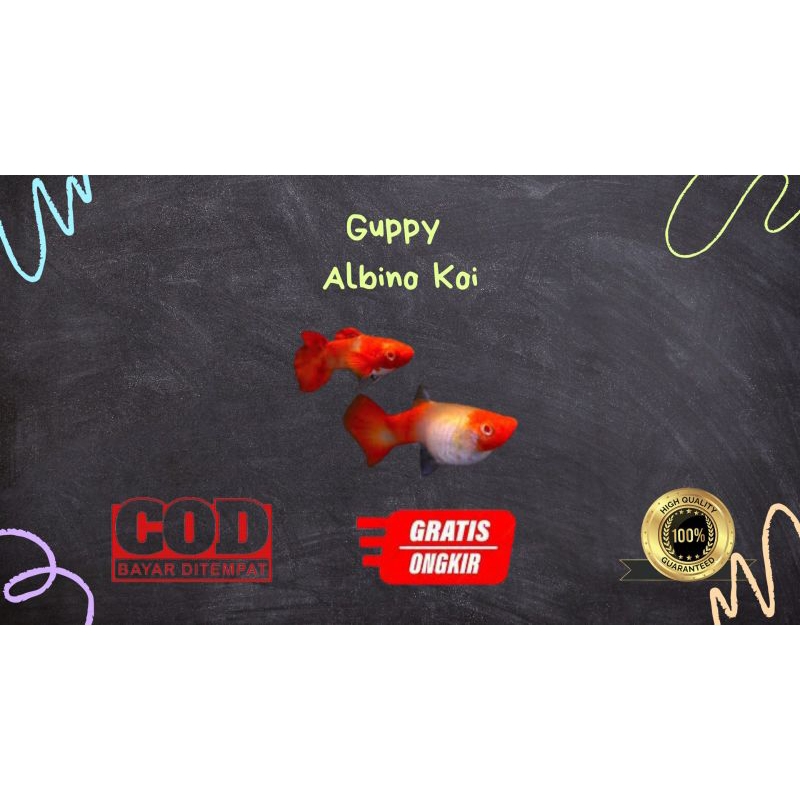 

Packing kardus / styrofoam 9uPp¥ albino koi