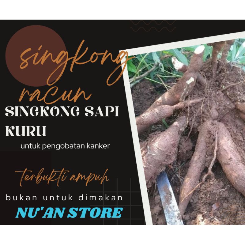 

SINGKONG RACUN/SINGONG GENEREWO UNTUK KANKER 500grm