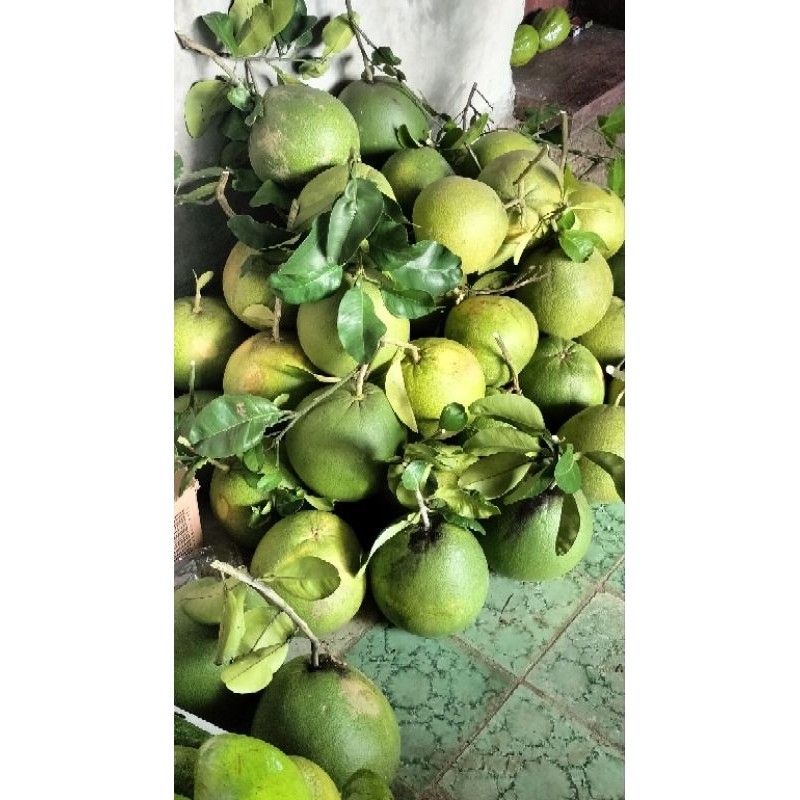 

Jeruk pamelo madu muria