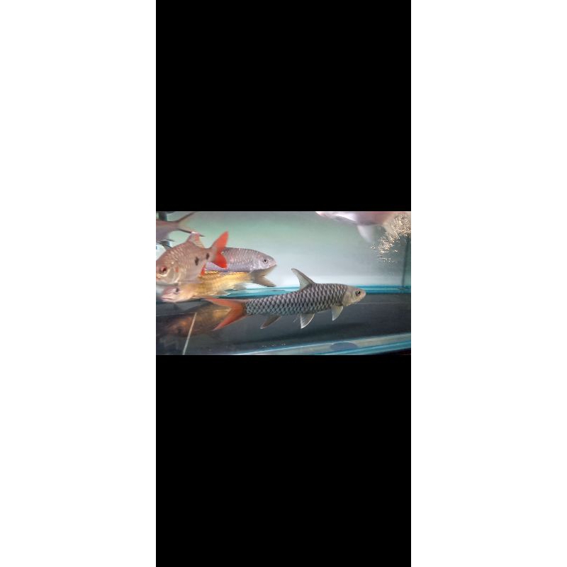 tor putitora golden mahseer