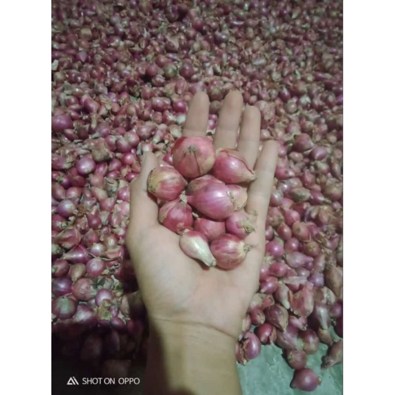 

BEST SELLER Bawang Merah Murah 1kg