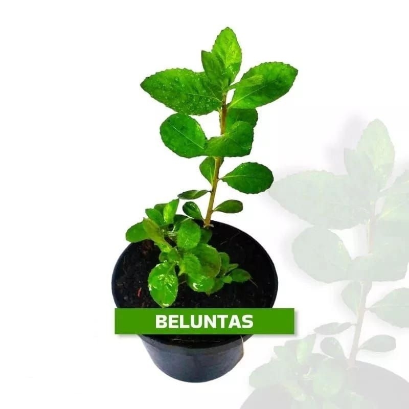 bibit tanaman beluntas, tanaman herbal beluntas
