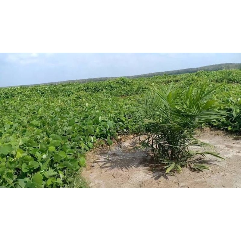 

kacangan mucuna india penutup tanah lahan perkebunan
