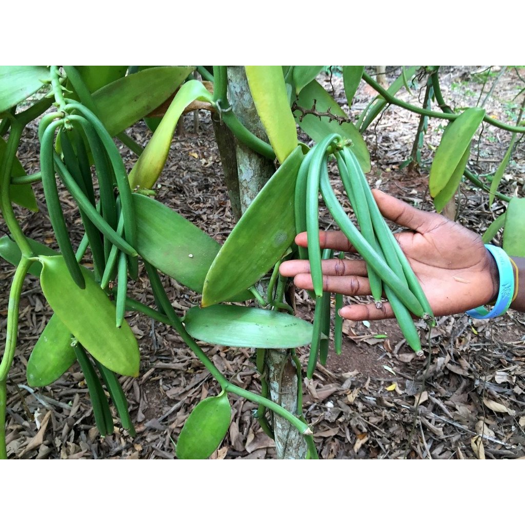 STEK VANILI BIBIT SUPER