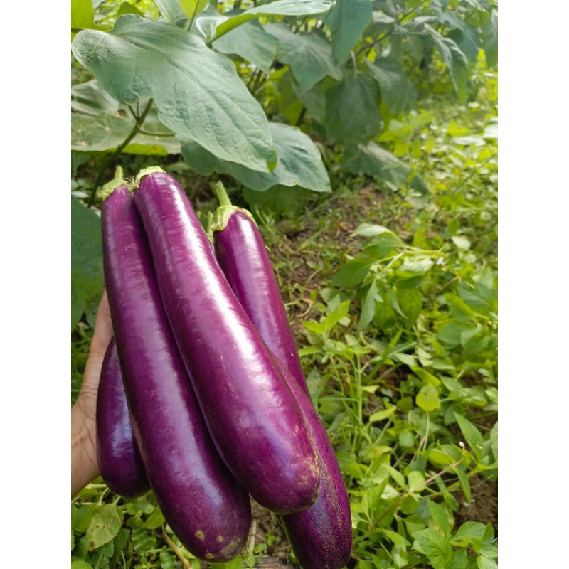 

Terong Ungu super jumbo