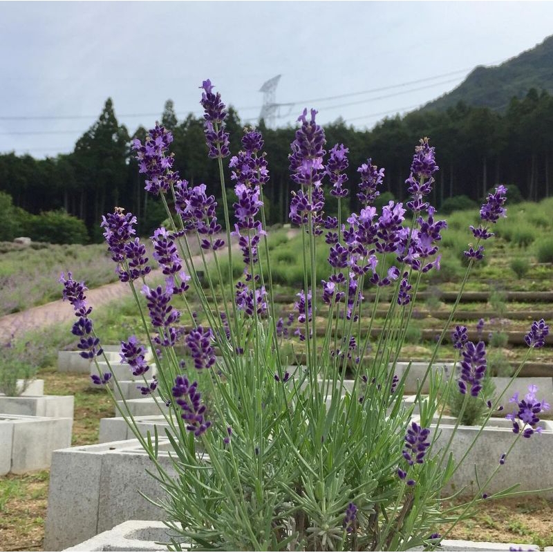 Tanaman Hias Bibit bunga lavender English / Bibit Lavender Asli Harum / Tanaman Pengusir Nyamuk