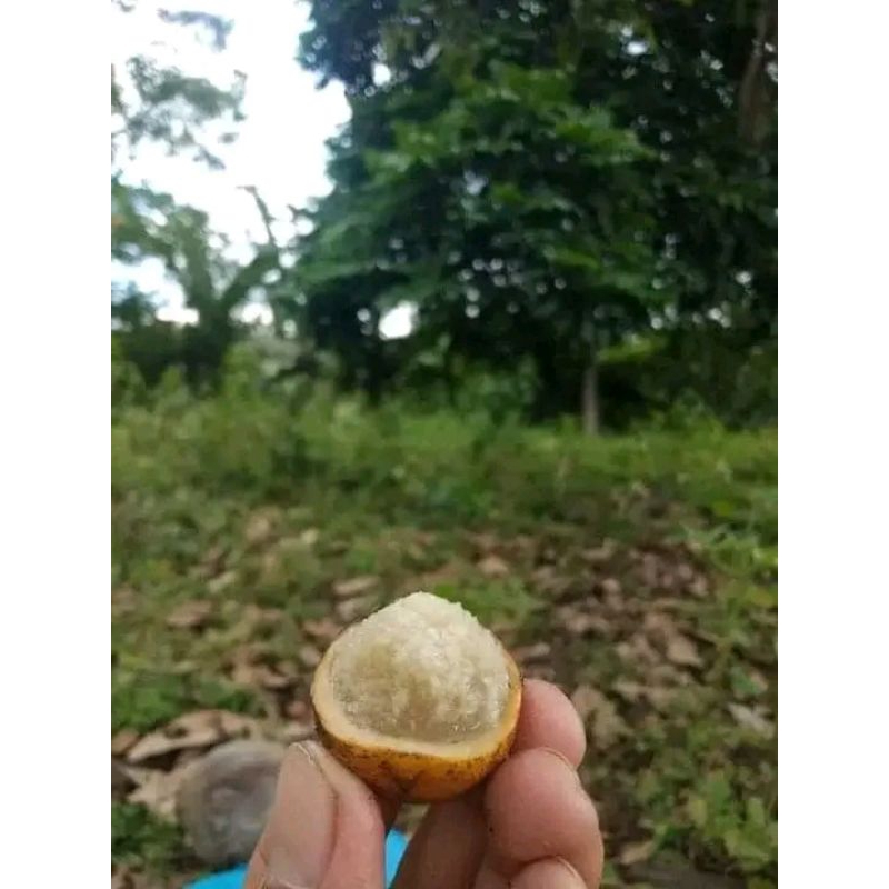 

buah dao buah legend