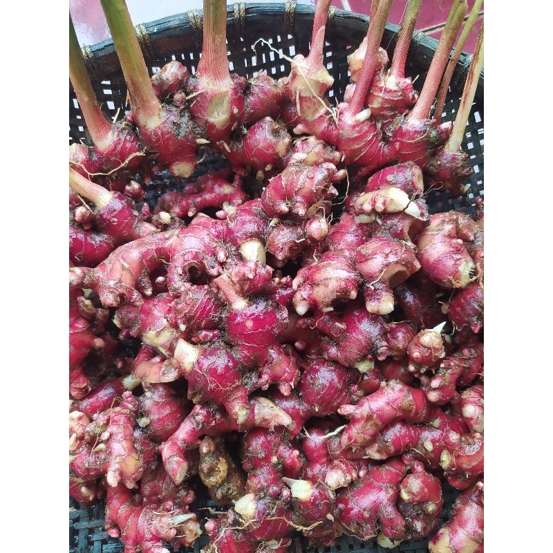 

paket hemat jahe merah asli dadakan per(100GRAM+bonus 50 GRAM)