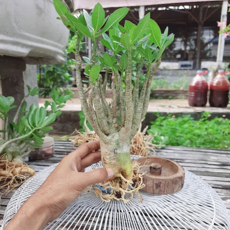 Adenium Hybrid | Cabang Seribu