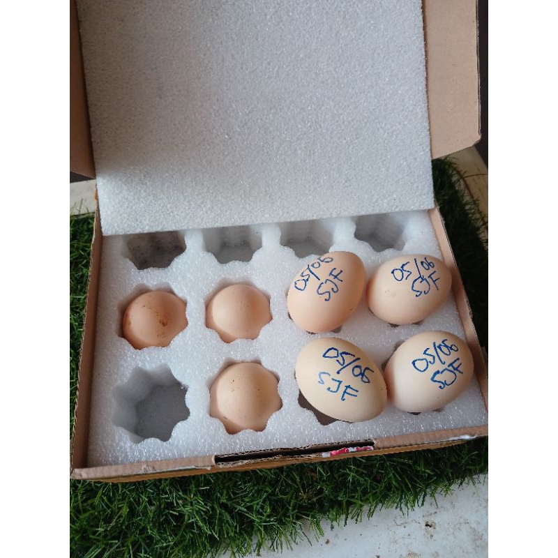 

Telor Ayam Shamo Eropa Fresh untuk di Tetaskan