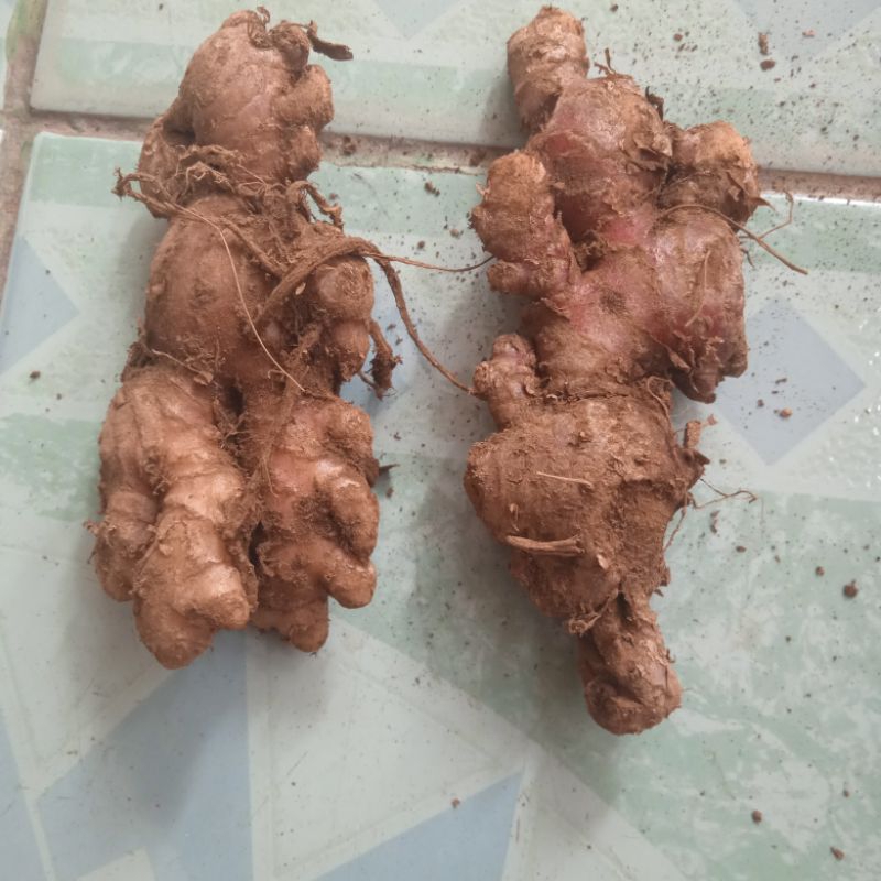 

Jahe emprit lokal pacitan per 1kg