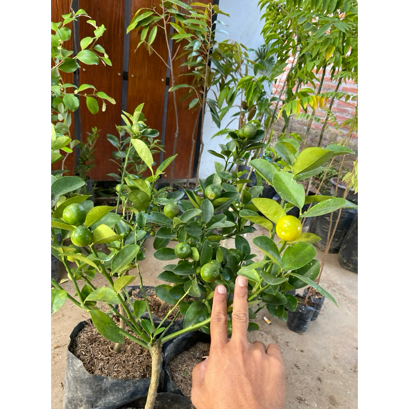 Jeruk kimkit Kondisi Berbuah