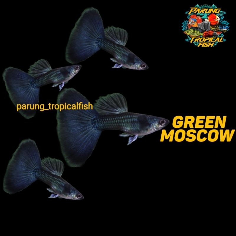 

Packing Stayrofoam (Green Moscow)