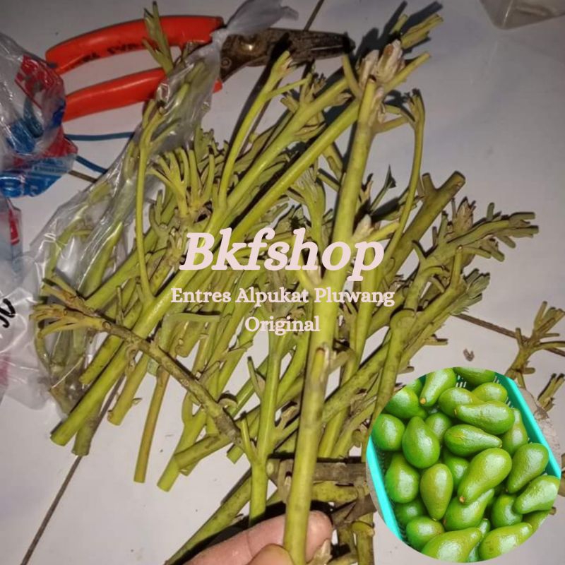 Paket Entres Alpukat Pluwang Original Unggulan