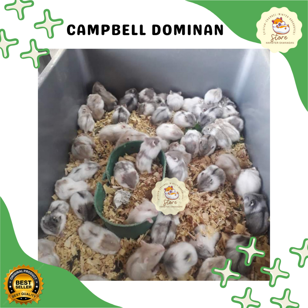 

BOX PACKING & CAMBELL DOMINAN