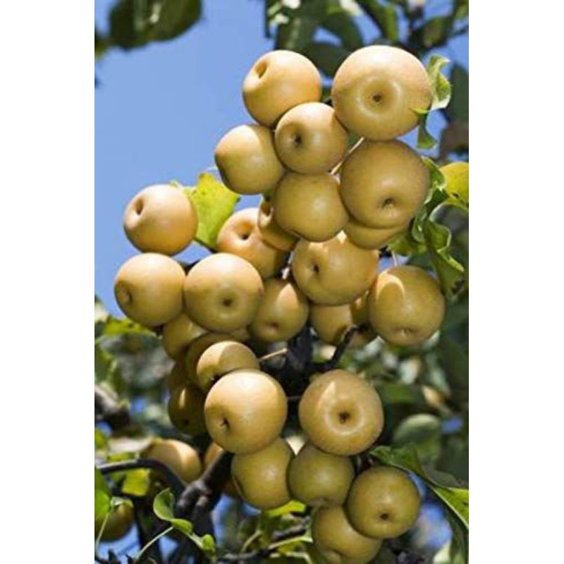 BIBIT PIR KONDISI BERBUNGA DAN BERBUAH