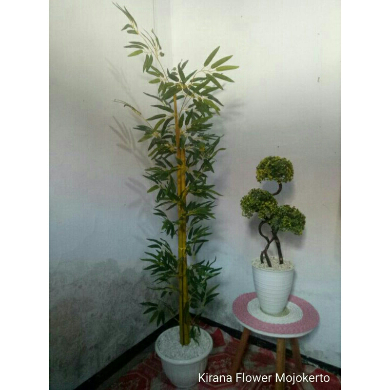 Bambu Kuning 150cm+Pot