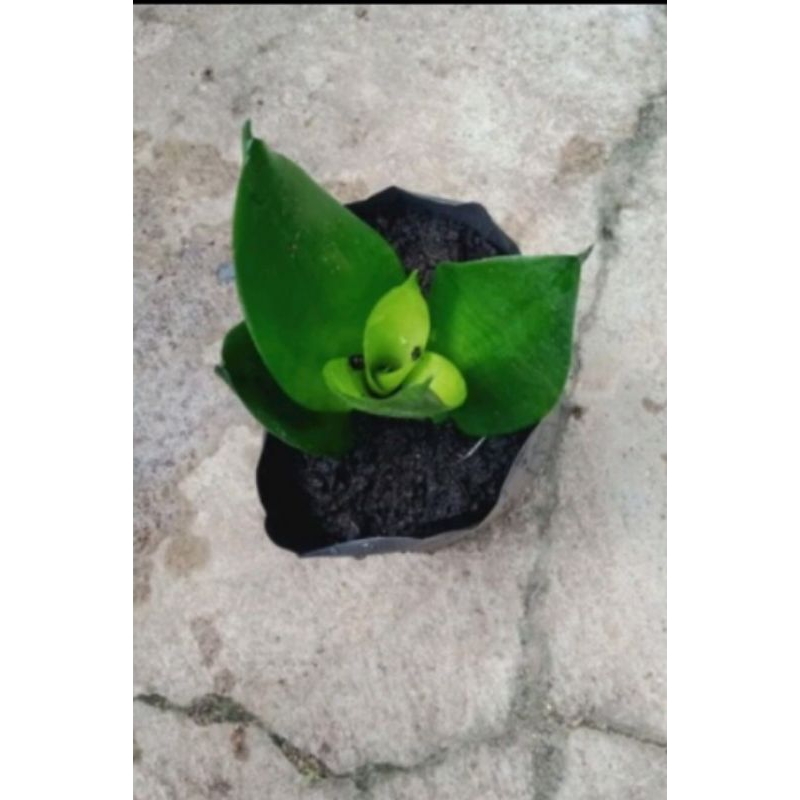 Sansevieria black dragon