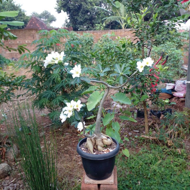 adenium putih