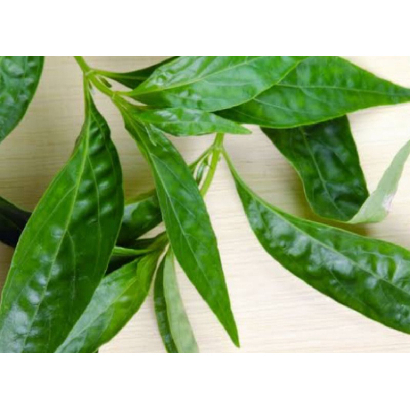 

Jual daun sambiloto segar petik langsung-az