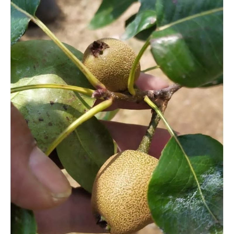 Bibit Pir kondisi berbuah