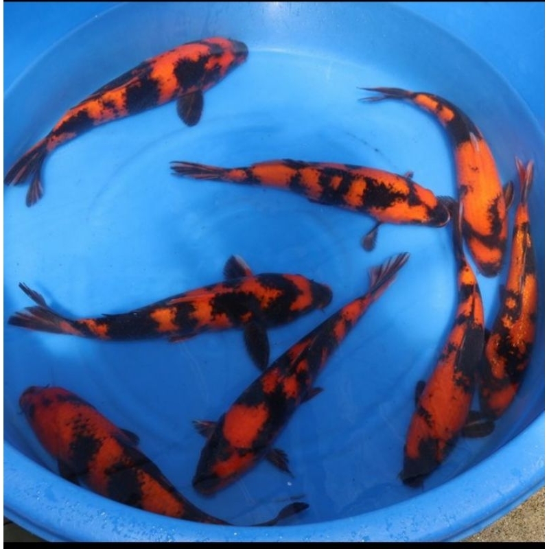 

koi utsuri grade A ukuran 30-40cm