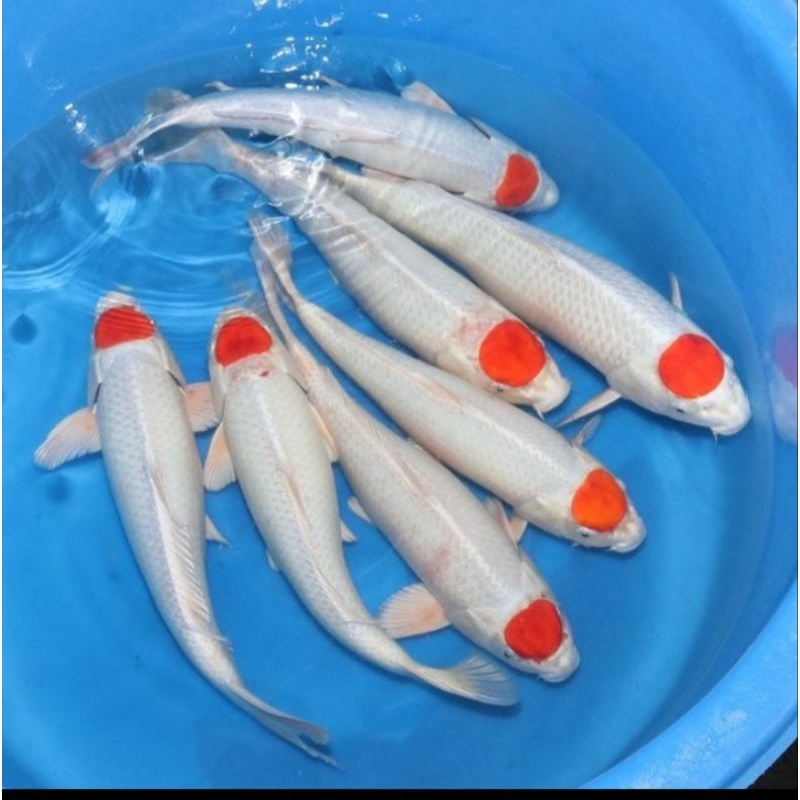 

koi tancho ukuran 20-25cm