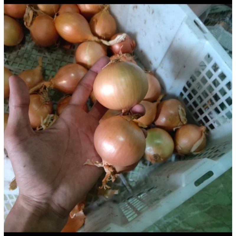 

Bawang Bombay Fresh